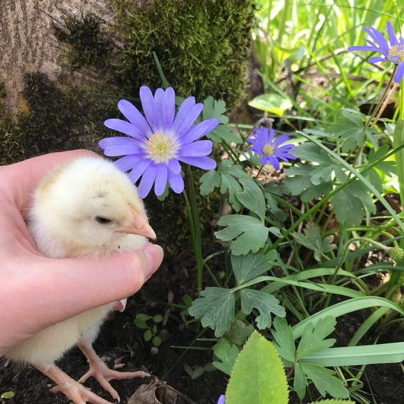 Dreamy cottagecore floral wrap dress 🌸🌿 - Picture 3 of 3
